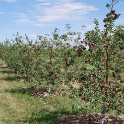 Masonville Orchards - Apple orchard