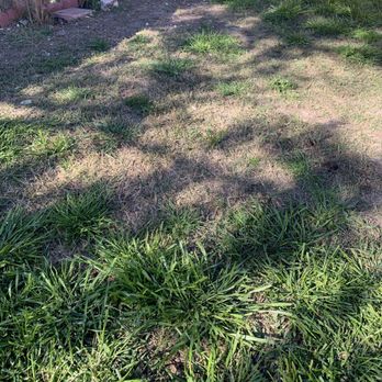 Emerald Lawns - First time in 5 years this area has been bare. - Tree Services Near Me - Round Rock, Texas