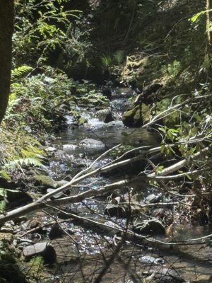 Montgomery Woods State Natural Reserve by null