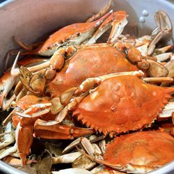 Live blue crabs today.