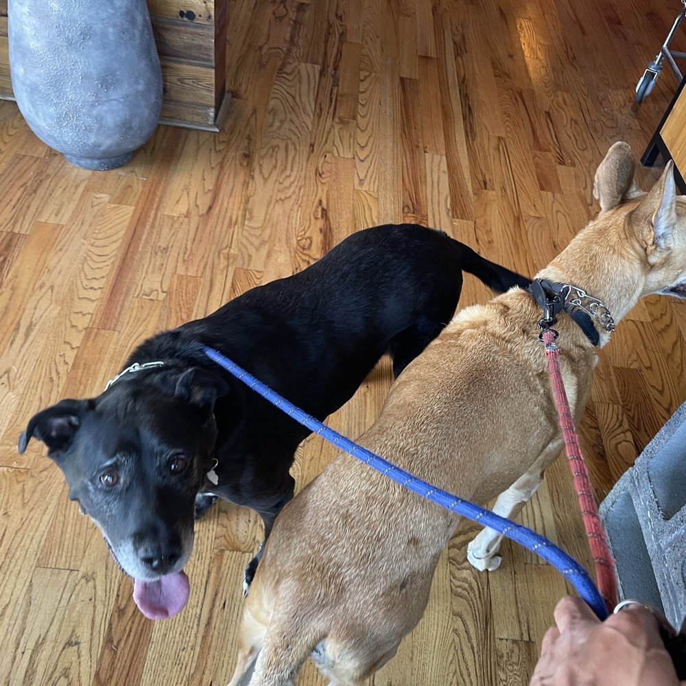 HG Sply Co. - Alliance - Lou & Uso patiently waiting to get sat - Breakfast & Brunch Near Me - Fort Worth, Texas HG Sply Co. - Alliance - Lou & Uso patiently waiting to get sat - Breakfast & Brunch Near Me - Fort Worth, Texas