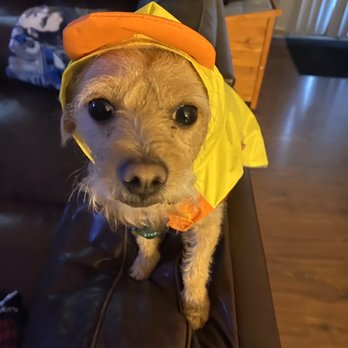 Citydog! Club - Pet Sitting Near Me - Addison, Texas