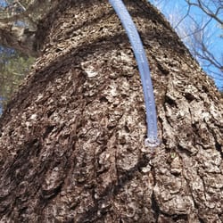 Meadow View Sugarhouse - Sap is Flowing