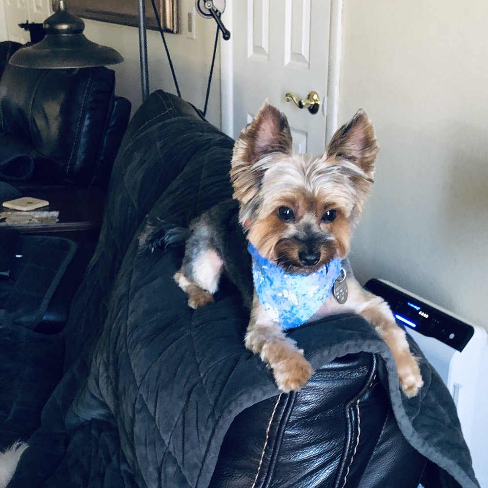 Critter Corral Pet Grooming - Happy Yorkie - Pet Groomers Near Me - Phoenix, Arizona