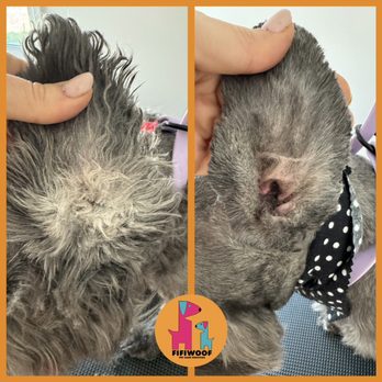 Fifiwoof pets - Before and after ear plucking and cleaning - Pet Boarding Near Me