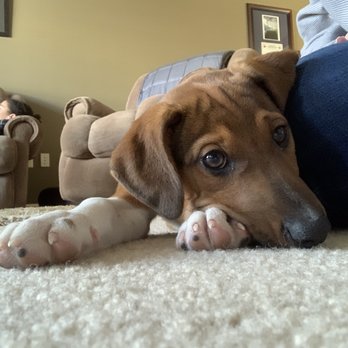Greenbrier Animal Care Center - Sweet - Veterinarians Near Me - Chesapeake, Virginia Greenbrier Animal Care Center - Sweet - Veterinarians Near Me - Chesapeake, Virginia