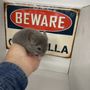 Photo of Lone Star Chinchilla