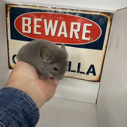 Lone Star Chinchilla - Baby violet/beige chinchilla.