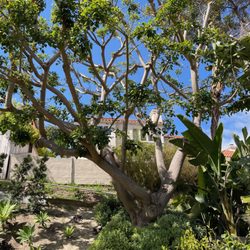Andy's Tree Service - Our beautiful coral tree after the extensive trimming.