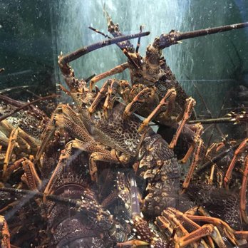 D&K Live Seafood - Seafood Markets Near Me - Footscray, VIC