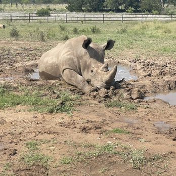 Rhinory - Blake the rhino - Wineries Near Me - Fredericksburg, Texas