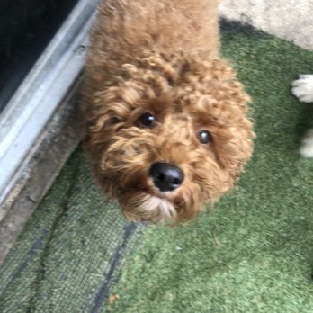 One Paw Forward - Charlie graduated from theBoard and Training program - Pet Training Near Me One Paw Forward - Charlie graduated from theBoard and Training program - Pet Training Near Me