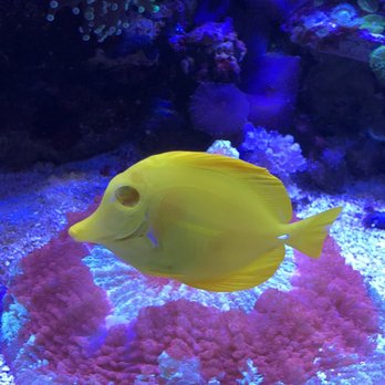 nahacky's fish store