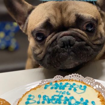 The Dog Bakery - 5" grain free cake - Pet Stores Near Me - Long Beach, California The Dog Bakery - 5" grain free cake - Pet Stores Near Me - Long Beach, California