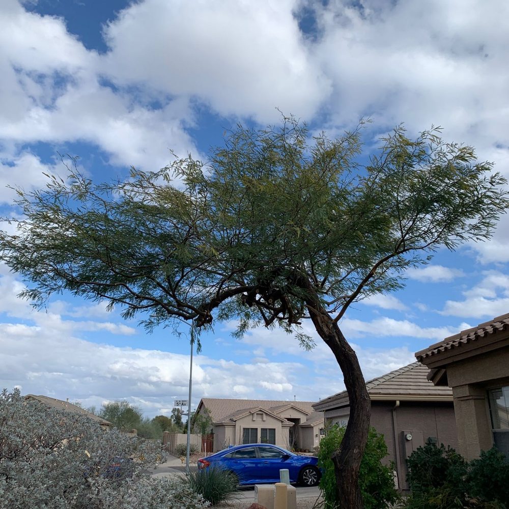 Roy's Trees - 20' tall mesquite after trimming- nice job! - Tree Services Near Me