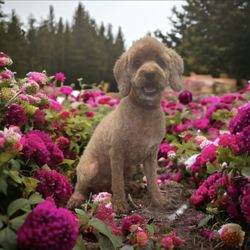Clippers N' Bows - Miss Maggie