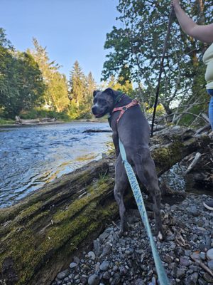Dosewallips State Park by null