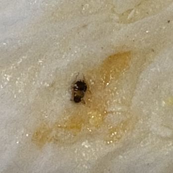 ChoDang Tofu & BBQ - Small roach that was in tofu soup.  The legs are definitely visible. - Korean Near Me - Cerritos, California