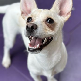 VEG ER for Pets - Emergency Pet Hospital Near Me - Austin, Texas VEG ER for Pets - Emergency Pet Hospital Near Me - Austin, Texas