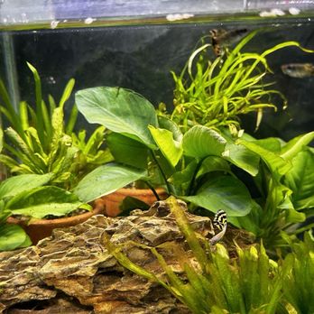 PetZone - Plants - Local Fish Stores Near Me - San Juan City, NCR