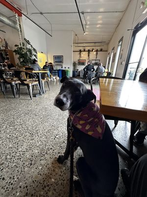 Stemma Brewing Company by null