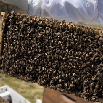 Miller Bee's - Close up of bees working - Pest Control Near Me