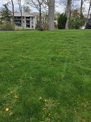 Mullins Construction and Tree Remooval on Yelp