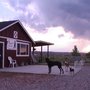 Photo of The Pet Palace