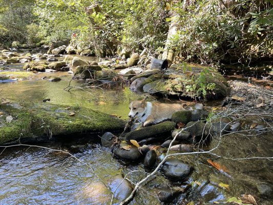 Roaring Fork Motor Nature Trail by null