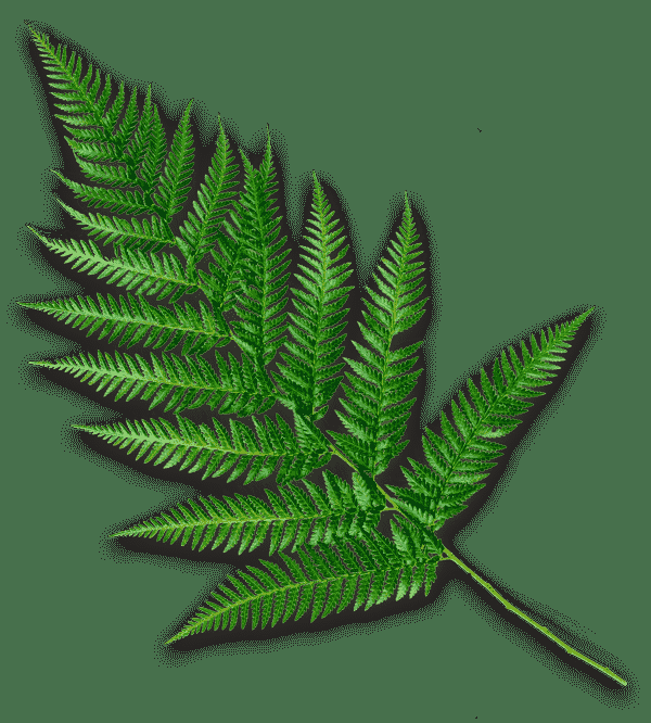 3 LITTLE BIRDS MASSAGE & SPA Updated September 2024 165 Bedford St