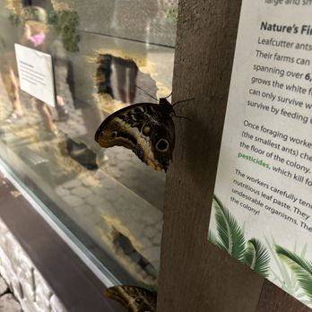 Long Island Aquarium - Butterfly - Aquariums Near Me - Riverhead, New York Long Island Aquarium - Butterfly - Aquariums Near Me - Riverhead, New York