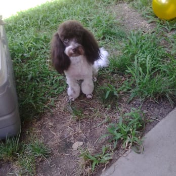 Dee's All Breed Grooming - Sir Louie Charles  looks like a  king....  Thanks Dee's I'm very pleased  with his new hair cut :-) - Pet Stores Near Me - Modesto, California