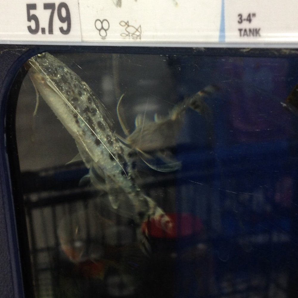 Meijer - This pictus catfish is not supposed to be covered in bumps like that. Those bumps indicate heavy ich parasite infestation. - Grocery Near Me - Bolingbrook, Illinois Meijer - This pictus catfish is not supposed to be covered in bumps like that. Those bumps indicate heavy ich parasite infestation. - Grocery Near Me - Bolingbrook, Illinois