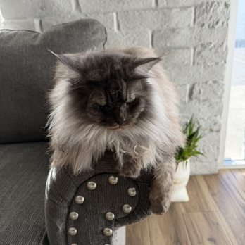 Catastrophe Cat Grooming - Another cat named Luna greeting you at the front door, which also made my cat hiss - Pet Groomers Near Me - Livermore, California