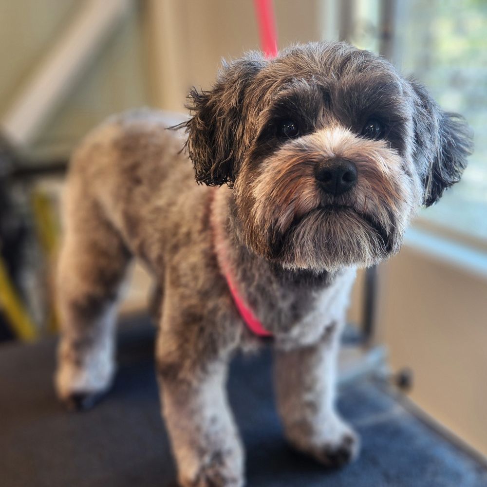 THE BEST 10 PET GROOMERS in SOLANO COUNTY, CA - Updated 2026 - Hours - Yelp