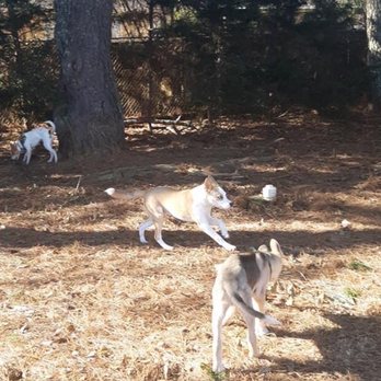 Kennesaw Pet Center - My dog Kobe (middle) playing! - Veterinarians Near Me - Kennesaw, Georgia Kennesaw Pet Center - My dog Kobe (middle) playing! - Veterinarians Near Me - Kennesaw, Georgia