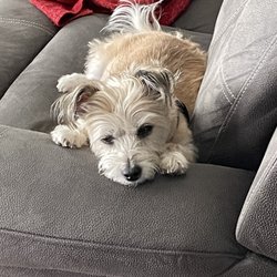 Pet's Place Lodge - Trissy