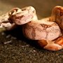 Photo of Dunlace Boas