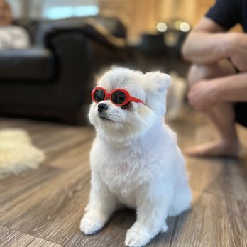 Shaggy Doggy Salon - Pet Groomers Near Me - Aurora, Colorado
