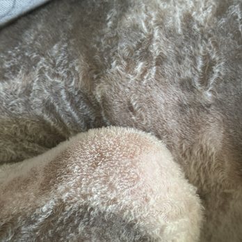 Cali Pets Hotel - The terrible uneven "groom" left my dog so irritated! - Pet Groomers Near Me - Anaheim, California Cali Pets Hotel - The terrible uneven "groom" left my dog so irritated! - Pet Groomers Near Me - Anaheim, California