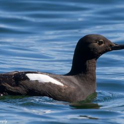Skagit Guided Adventures - Pigeon Guillemot on May 11 boat tour ANACORTES BIRDING CRUISE TO  VENDOVI ISLAND PRESERVE