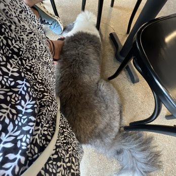 East Hampton Sandwich Co - They're even dog friendly! - Sandwiches Near Me - Dallas, Texas East Hampton Sandwich Co - They're even dog friendly! - Sandwiches Near Me - Dallas, Texas