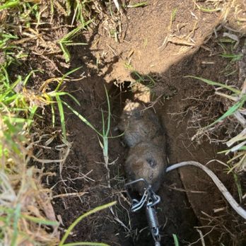 Safe Gopher Removal - First one caught in less than 24 hours - Pest Control Near Me Safe Gopher Removal - First one caught in less than 24 hours - Pest Control Near Me