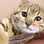 Photo of At Home Pet Care