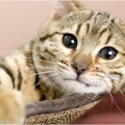 At Home Pet Care