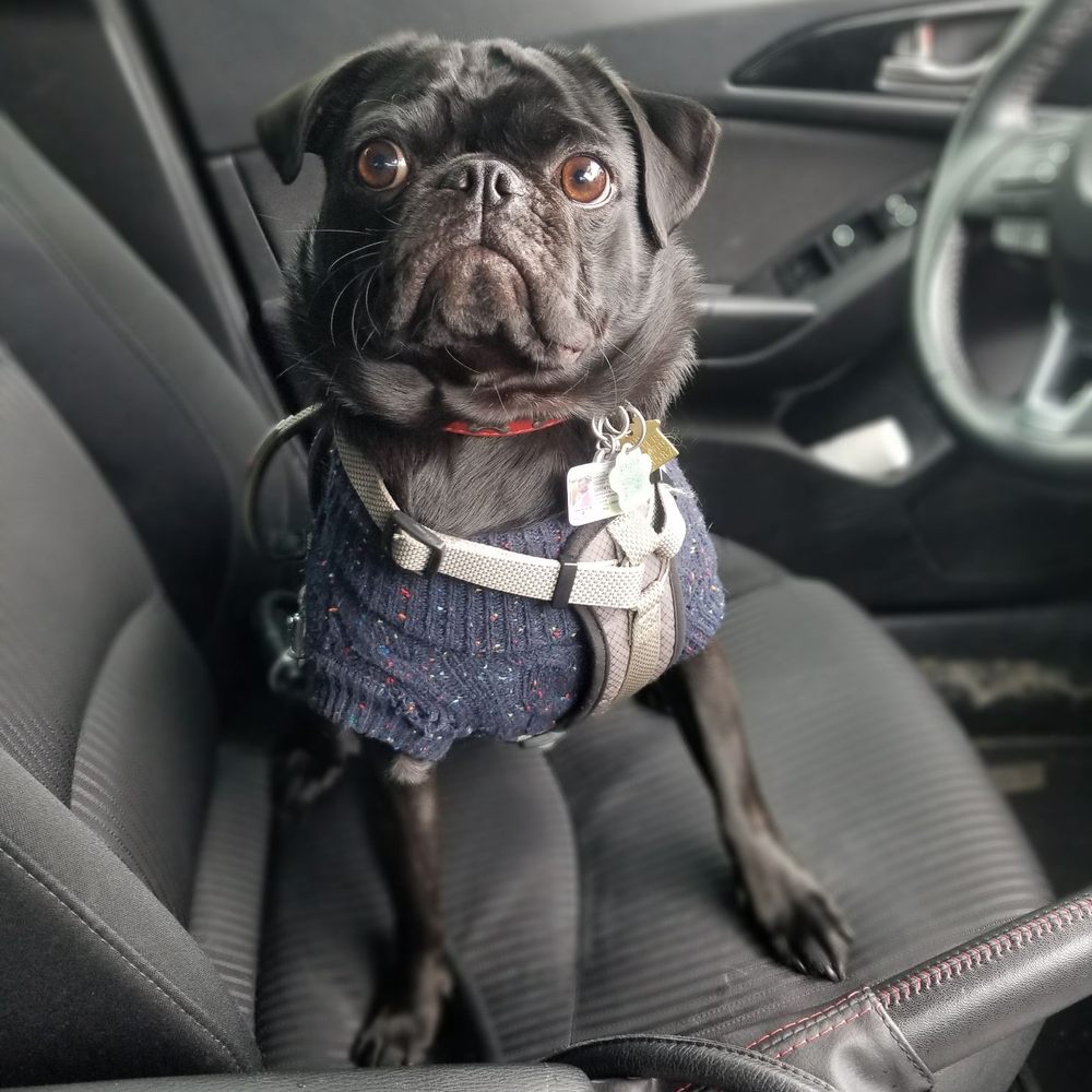 Dog Groomers Petsmart Scarborough Hours Cheap Dog Grooming