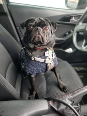 dog grooming scarborough