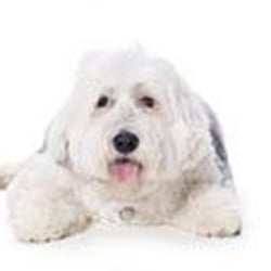 Dawg Tales - All Sizes All Breeds!