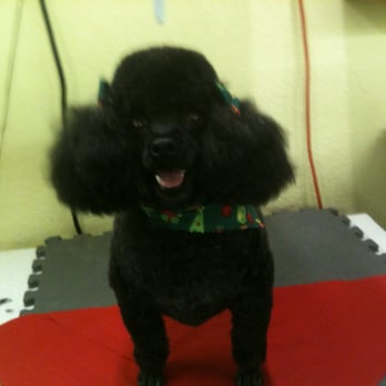 C and C Grooming - Pet Groomers Near Me - Laguna Heights, Texas
