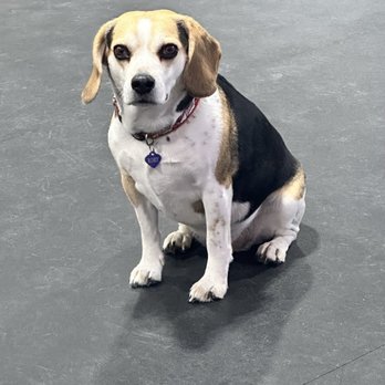 My Lil Pawdise - Pet Training Near Me - North Tonawanda, New York My Lil Pawdise - Pet Training Near Me - North Tonawanda, New York